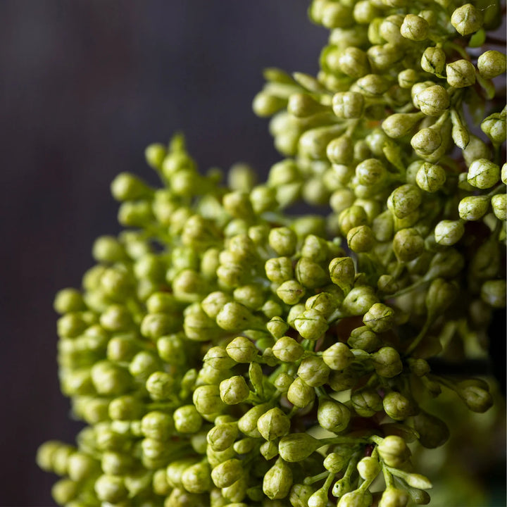 Viburnum Olive