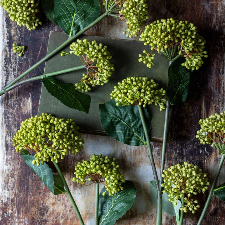 Viburnum Olive