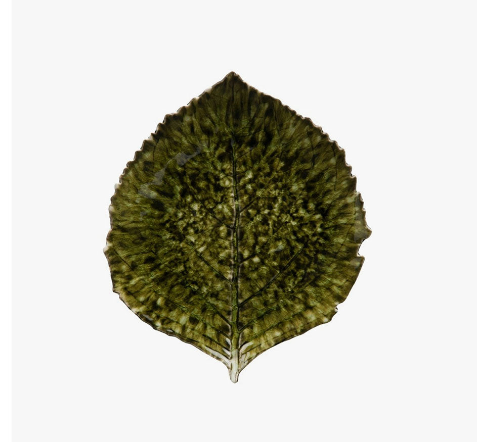 Riviera Hydrangea Leaf In Forest