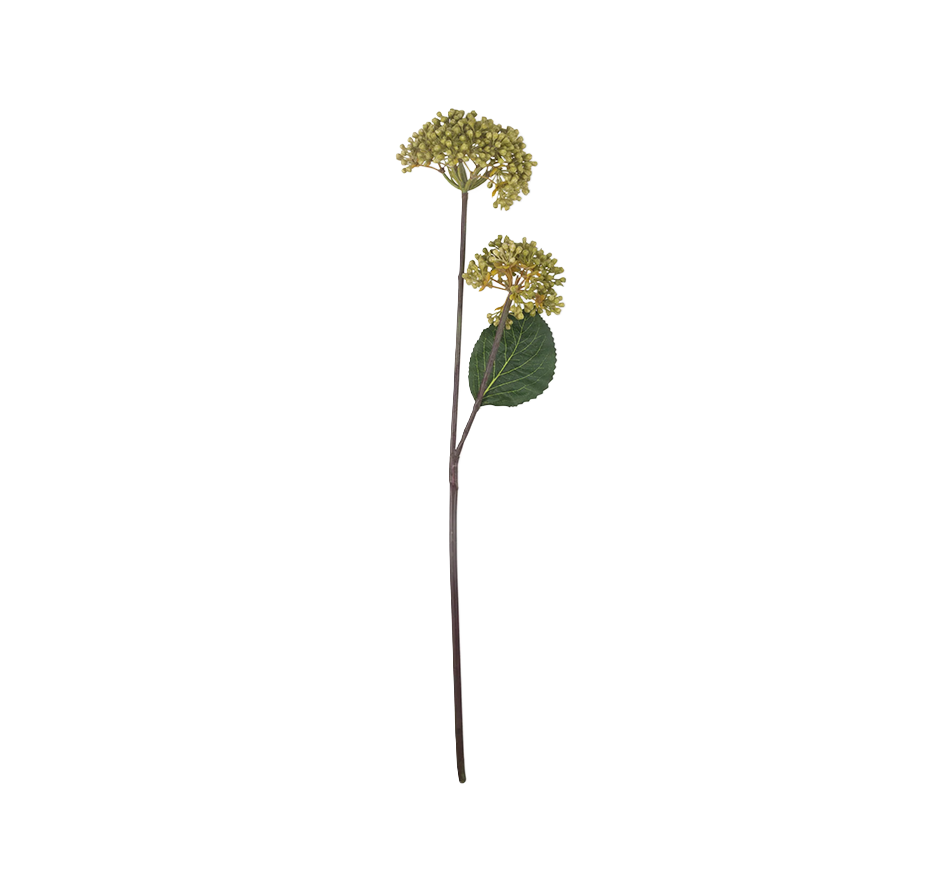 Viburnum Olive