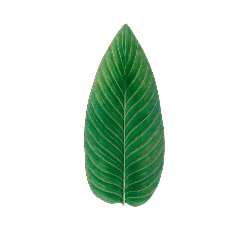 Riviera Strelizia Leaf In Tomate