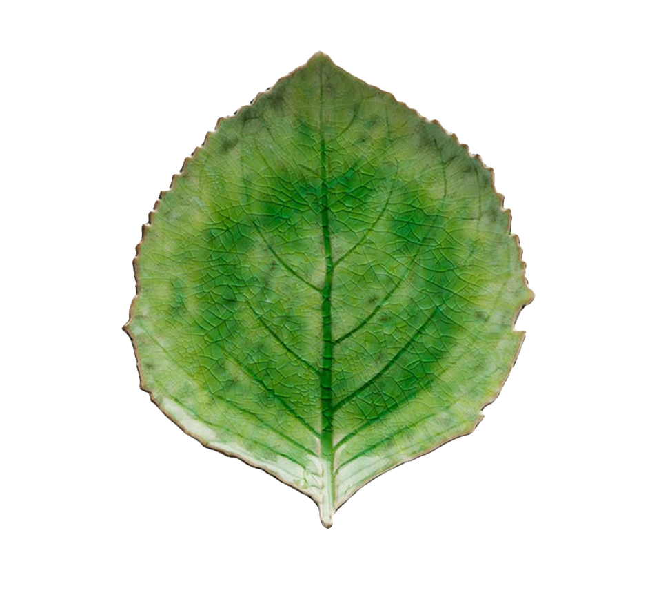 Riviera Hydrangea Leaf In Tomate