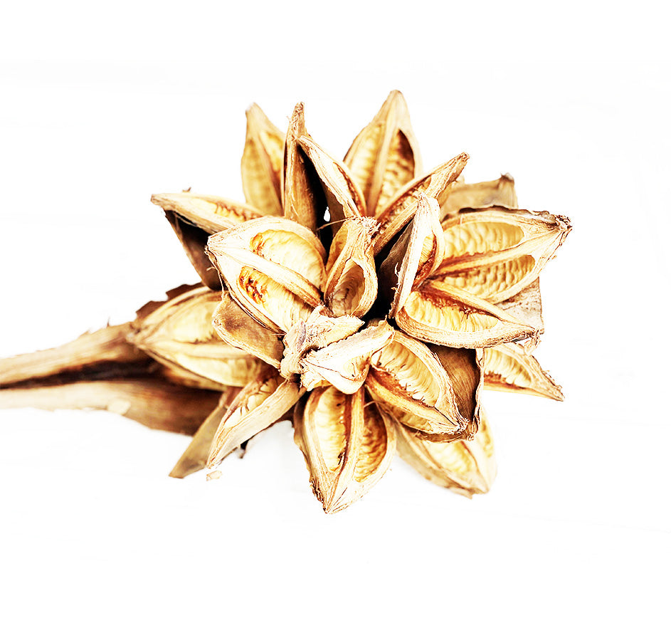 Star Pod In Bleached