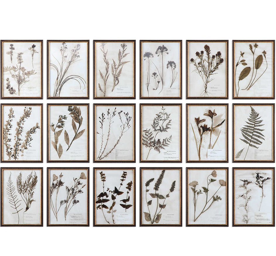 Botany Prints (Set Of 18 )